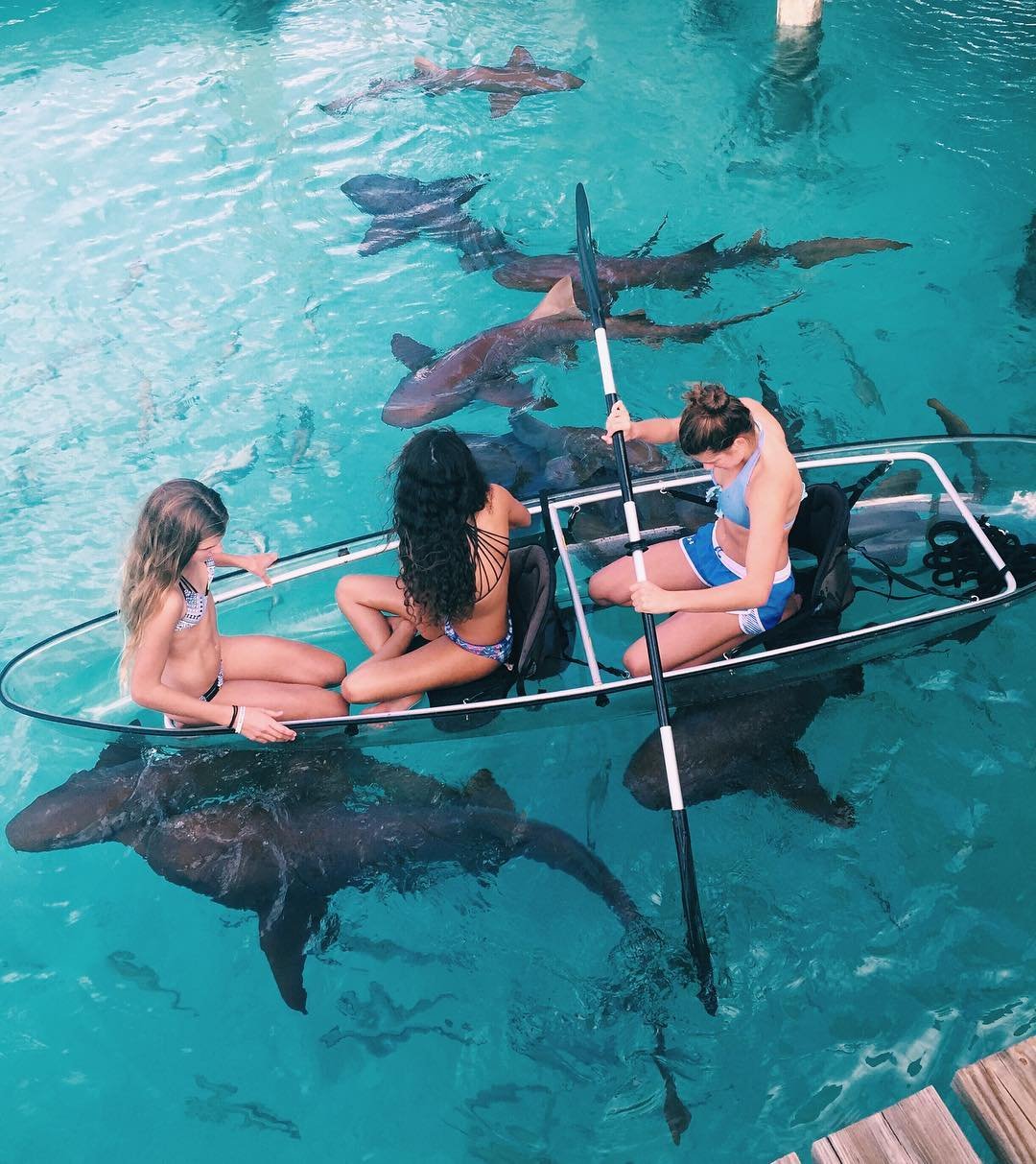 Bucket List: You must swim with these Sharks